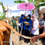 Program Ini Kerek Produktivitas Sapi Banyuwangi, Kini 30.000 Lahir Per Tahun